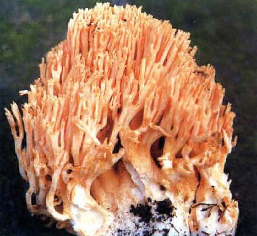 光孢黄枝瑚菌